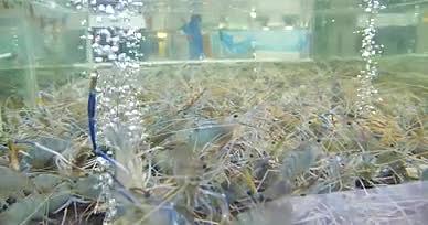 4K罗氏虾白脚虾马来西亚大虾万氏对虾视频的预览图